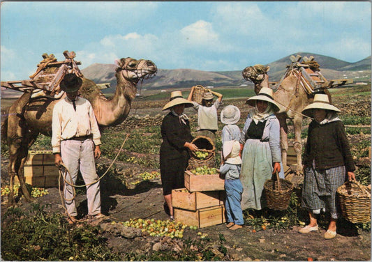 Spain Postcard - Canary Islands, Tomato Gathering, Islas Canarias  RR23688