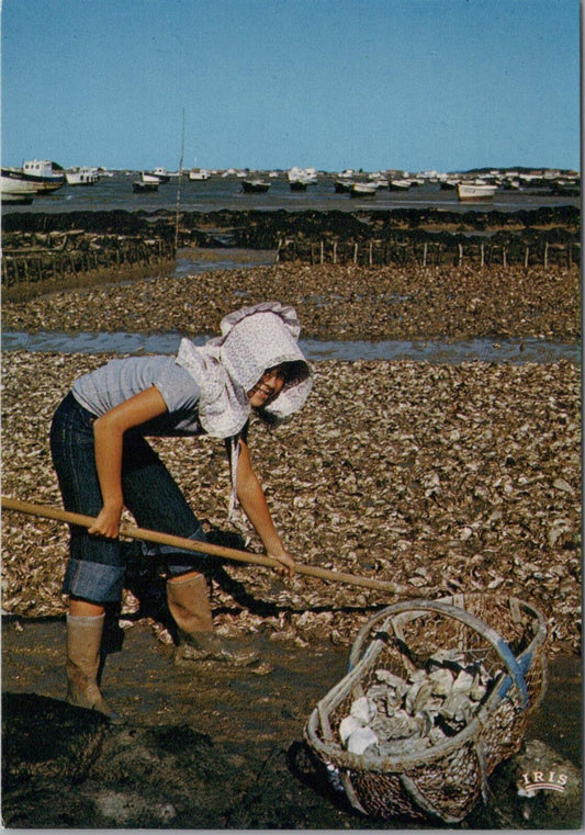France Postcard: Ile d'Oleron Oyster Farming Scrapes Mud From Shells RR23710