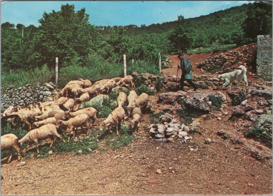 Italy Postcard: Abruzzo Typical Landscape Shepherd Herding Sheep Dog RR23725