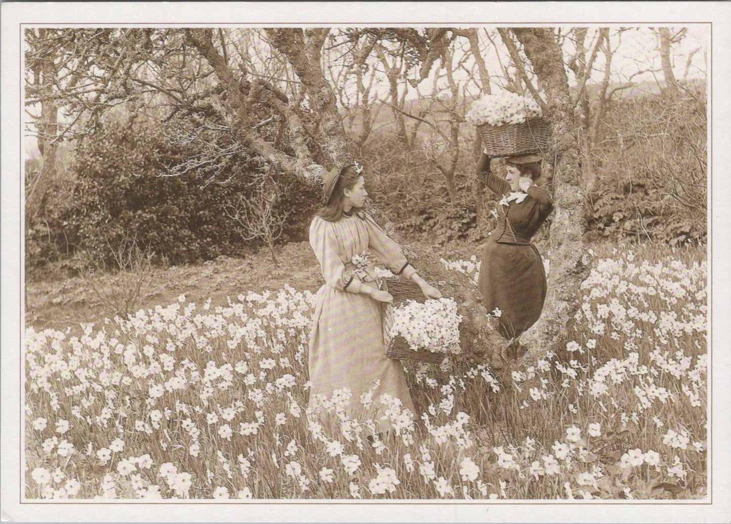Nature Postcard - Flower Harvesting, Flower Fields on The Isles of Scilly RR23685