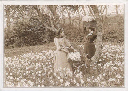Nature Postcard - Flower Harvesting, Flower Fields on The Isles of Scilly RR23685
