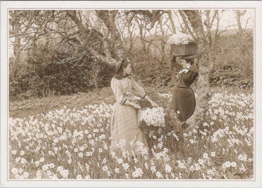 Nature Postcard - Flower Harvesting, Flower Fields on The Isles of Scilly RR23685