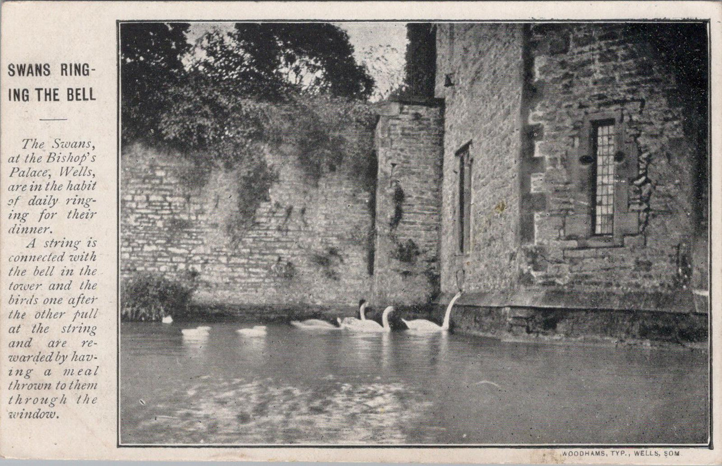 Somerset Postcard: Swans Ringing The Bell, Bishop's Palace, Wells XT1696