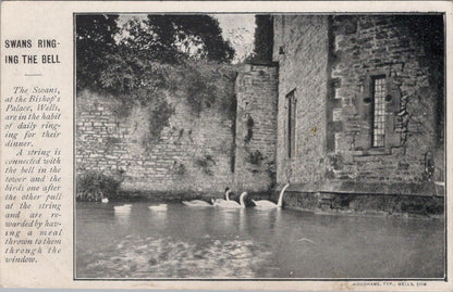 Somerset Postcard: Swans Ringing The Bell, Bishop's Palace, Wells XT1696