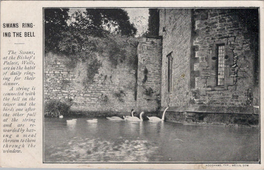 Somerset Postcard: Swans Ringing The Bell, Bishop's Palace, Wells XT1696