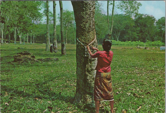 Malaysia Postcard - A Malayan Rubber Estate, Klang Road, Kuala Lumpur  RR23315