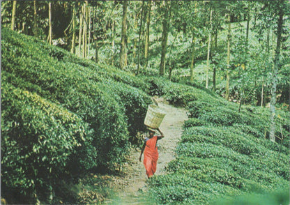 Sri Lanka Postcard: Tea Plucker Carrying Her Pick To Factory Hill Country XT1240