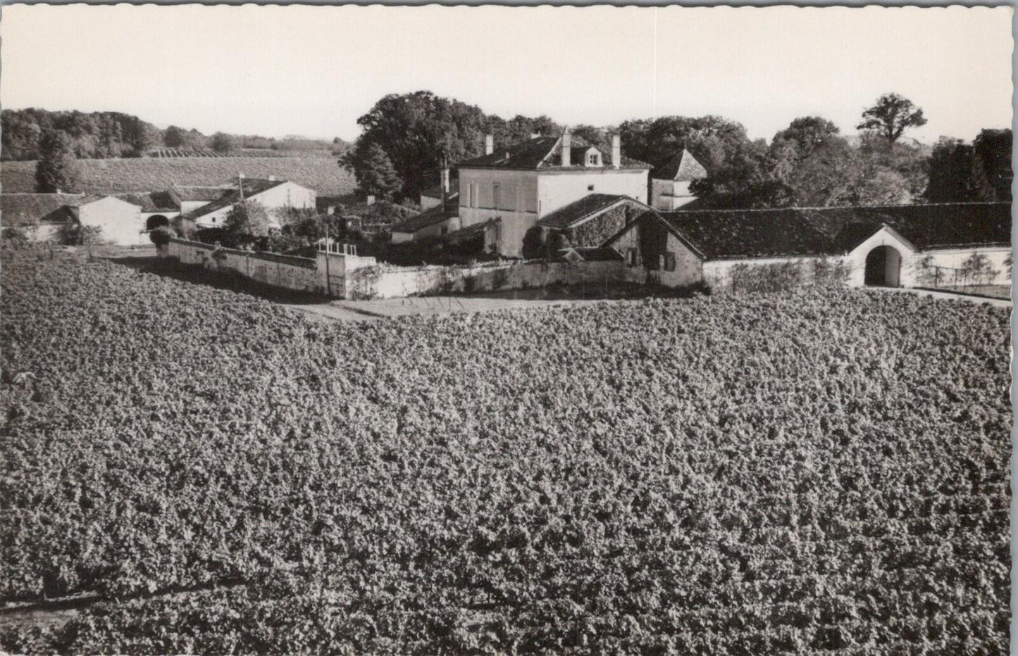 France Postcard: Remy Martin Vignoble des Martins Vineyard Cognac Estate XT3388