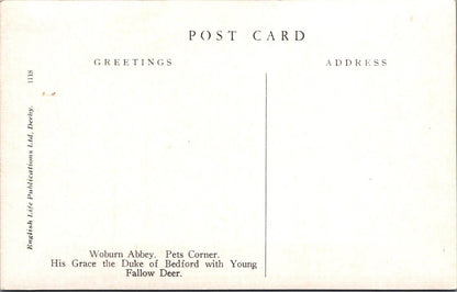 Animals Postcard - Woburn Abbey, Pets Corner, Young Fallow Deer   XT558