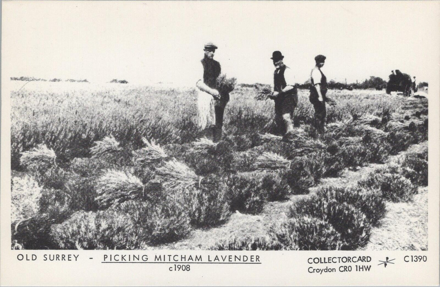 Surrey Postcard: Picking Mitcham Lavender Farm Workers Field RPPC c1908 XT3093