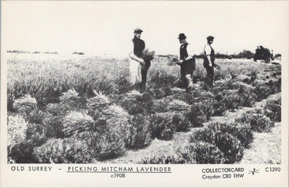 Surrey Postcard: Picking Mitcham Lavender Farm Workers Field RPPC c1908 XT3093
