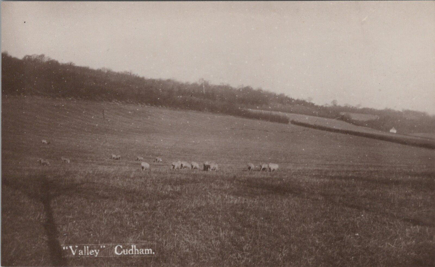 Kent Postcard: Cudham Valley Near Biggin Hill Sheep Field Crops 1927  XT3131