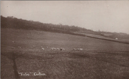 Kent Postcard: Cudham Valley Near Biggin Hill Sheep Field Crops 1927  XT3131