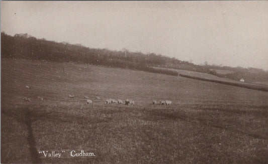 Kent Postcard: Cudham Valley Near Biggin Hill Sheep Field Crops 1927  XT3131