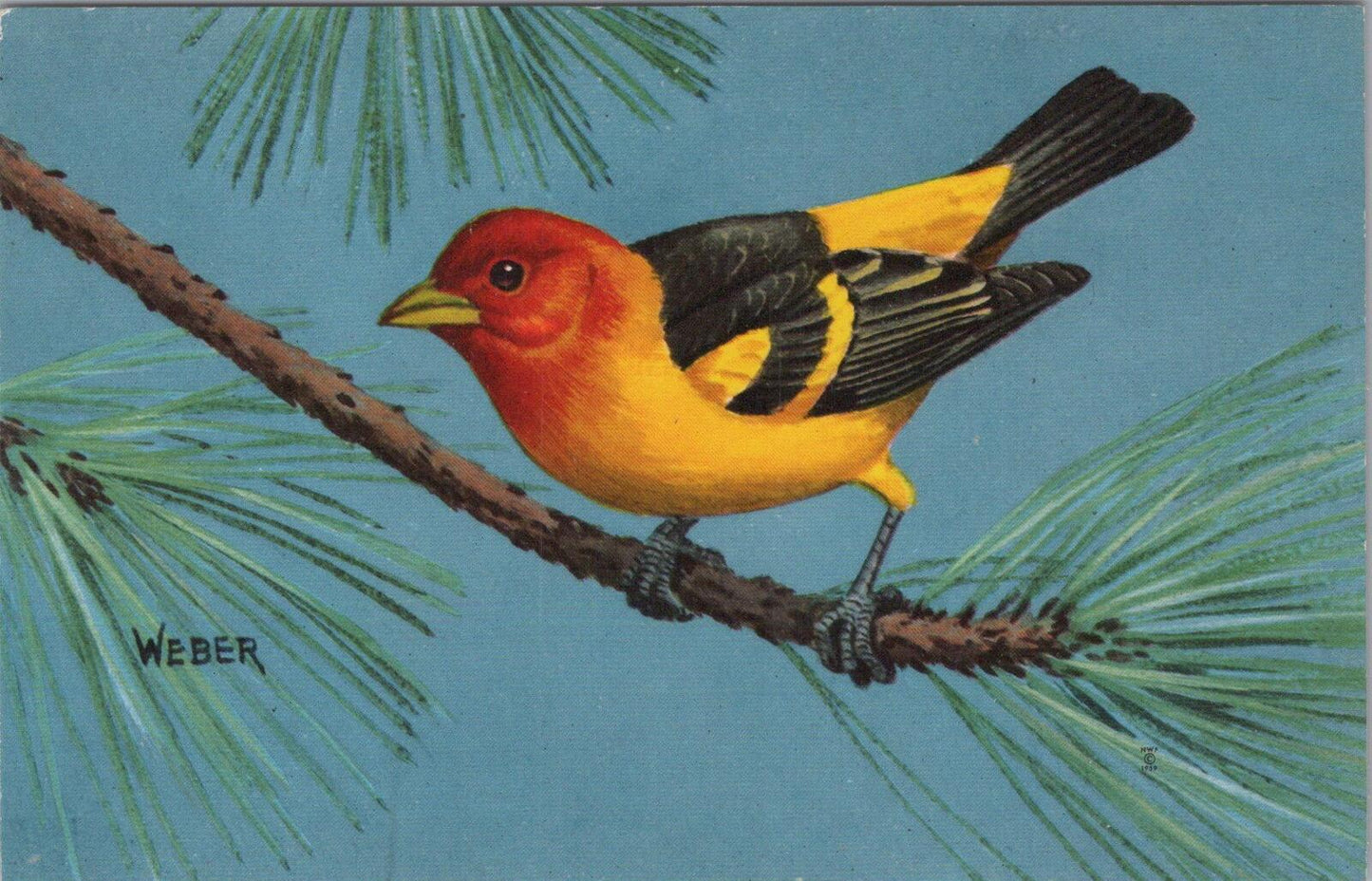 Animals Postcard: Western Tanager Bird Art Weber Songbirds 1959 Litho - XT3133