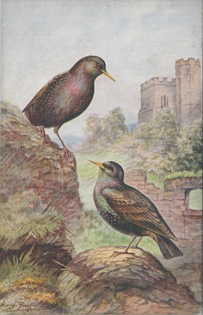 Animals Postcard: Starlings Birds Pair Castle Ruins Artist George Rankin XT3141