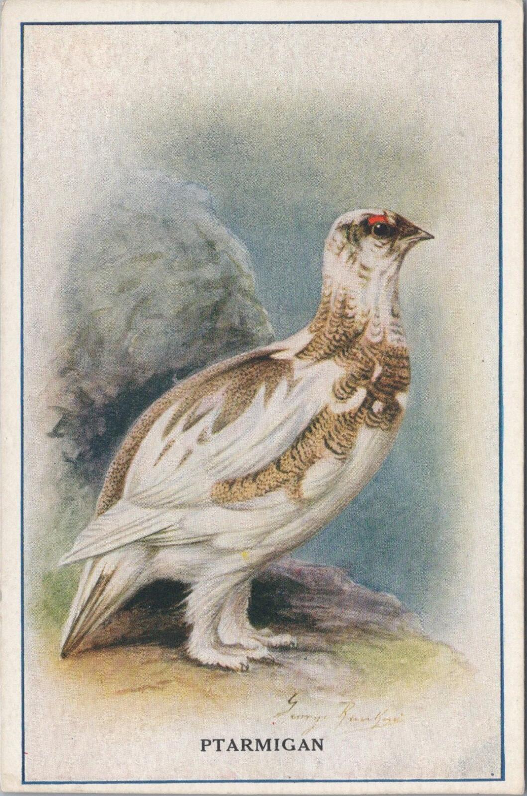 Animals Reward Card: Ptarmigan Bird Bournville Cocoa, Cadbury Bros XT3146