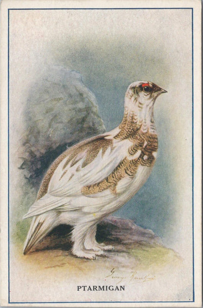Animals Reward Card: Ptarmigan Bird Bournville Cocoa, Cadbury Bros XT3146