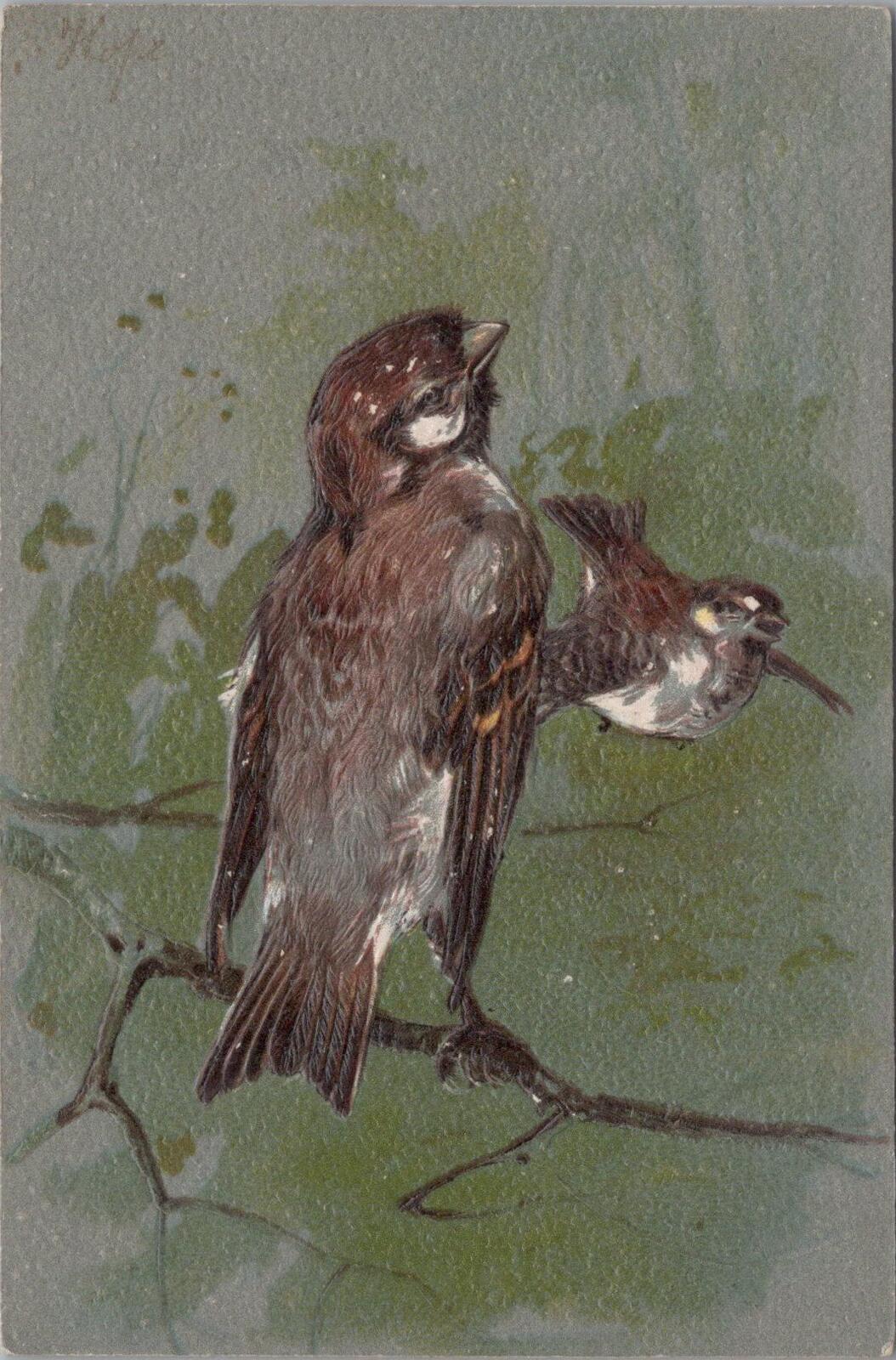 Animals Embossed Postcard: House Sparrows Pair Birds Tree Branch Art XT3147