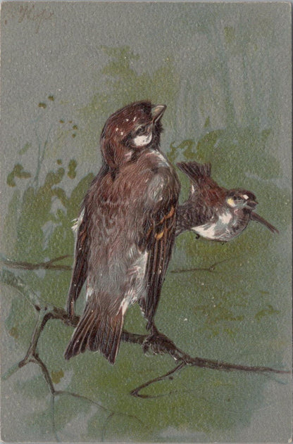 Animals Embossed Postcard: House Sparrows Pair Birds Tree Branch Art XT3147