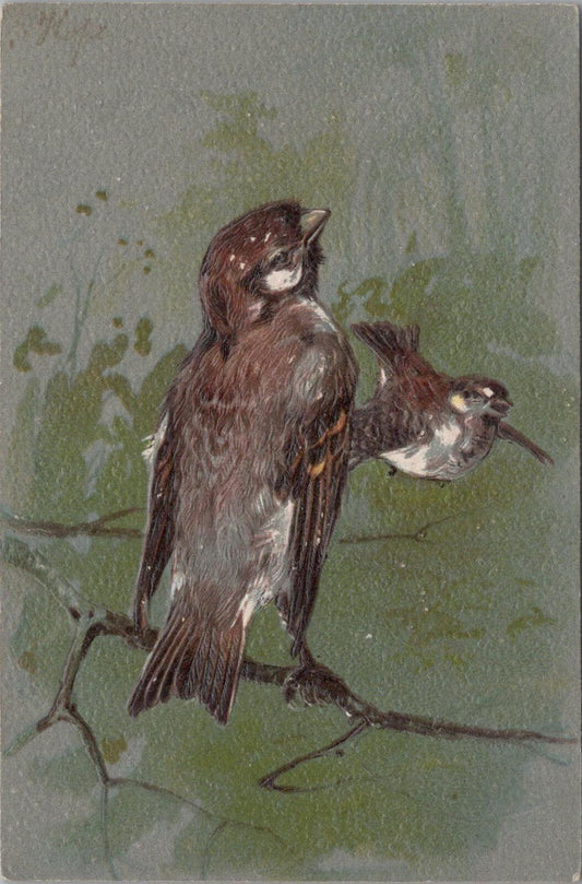 Animals Embossed Postcard: House Sparrows Pair Birds Tree Branch Art XT3147