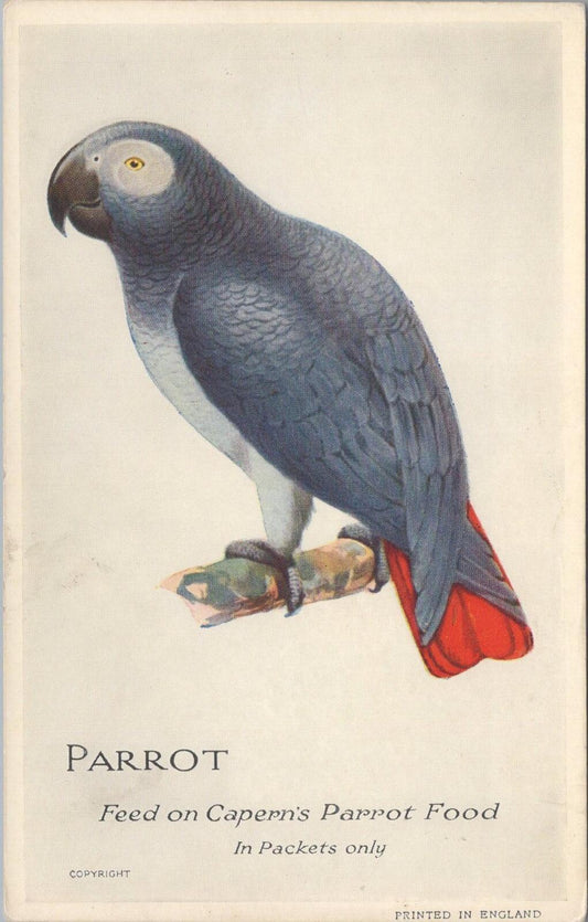 Animals Postcard: Parrot Feed On Capern's Parrot Food Grey Bird Seed Art XT3149