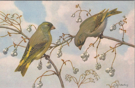 Animals Postcard: European Greenfinches Eugen Hartung Stehli Art XT3151