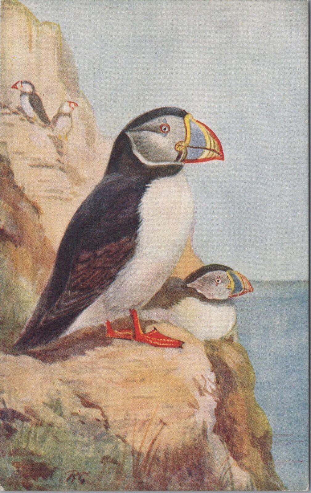 Animals Postcard: Atlantic Puffins Sea Cliffs Roland Green Art Print XT3152