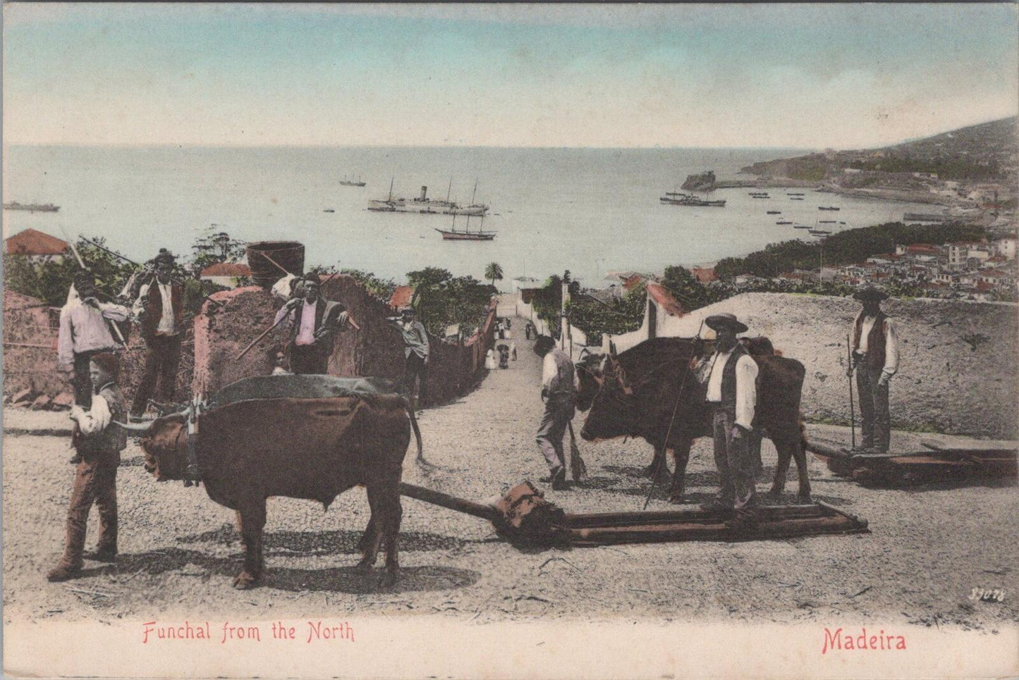 Spain Postcard: Madeira, Funchal From The North Oxen Sleds Bullock Carts  XT3166