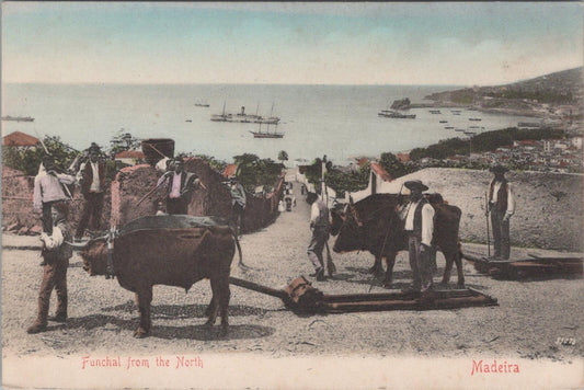 Spain Postcard: Madeira, Funchal From The North Oxen Sleds Bullock Carts  XT3166