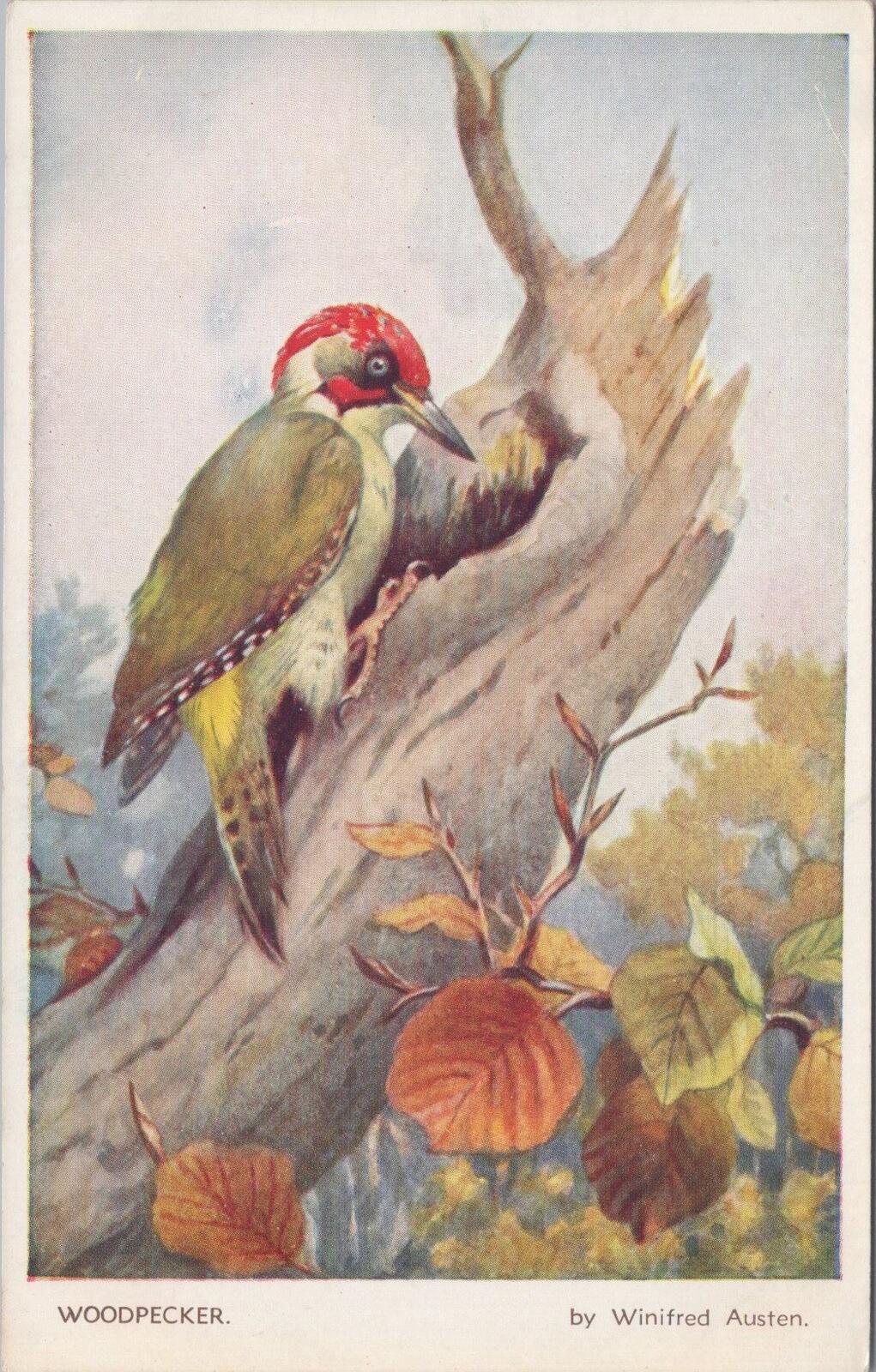 Animals Postcard: Green Woodpecker Tree Bird Artist Winifred Austen 1950s XT3172