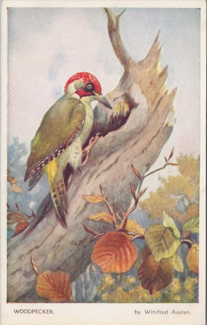 Animals Postcard: Green Woodpecker Tree Bird Artist Winifred Austen 1950s XT3172
