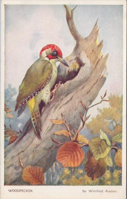 Animals Postcard: Green Woodpecker Tree Bird Artist Winifred Austen 1950s XT3172