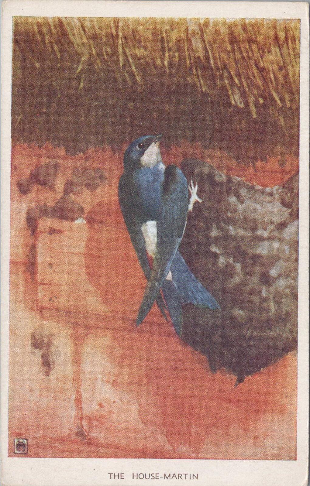 Animals Postcard: House Martin Nest Bird Artist Winifred Austen 1950s XT3173
