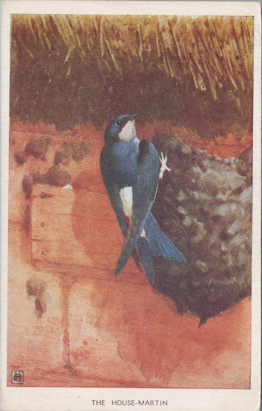Animals Postcard: House Martin Nest Bird Artist Winifred Austen 1950s XT3173