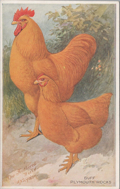 Animals Postcard:Buff Plymouth Rocks The Feathered World Artist A.F.Lydon XT3174