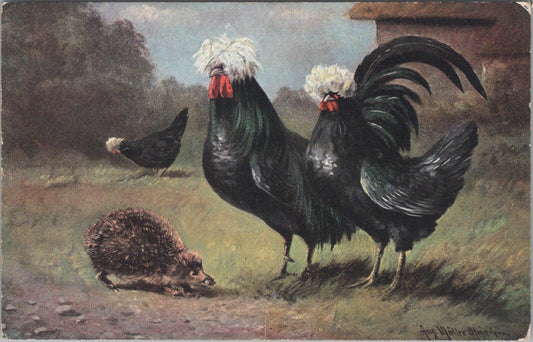 Animals Postcard: White Crested Black Polish Chickens August Müller-Mainz XT3175