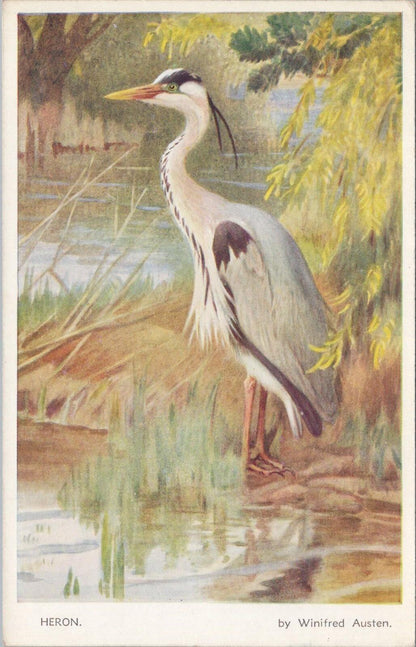 Animals Postcard: Heron Bird Art By Winifred Austen 1930s Nature Series XT3177