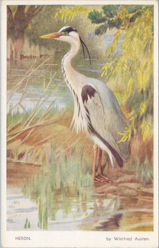 Animals Postcard: Heron Bird Art By Winifred Austen 1930s Nature Series XT3177