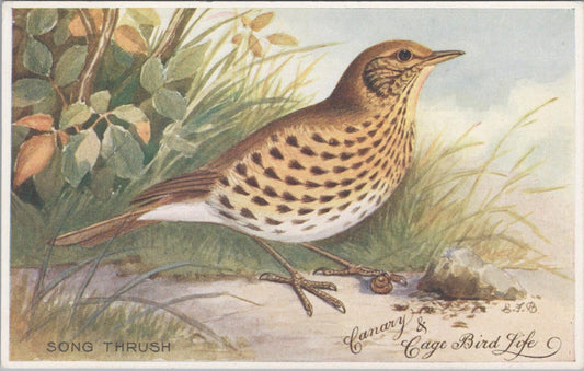 Animals Postcard: Song Thrush Bird Canary Cage Bird Life Art  XT3178