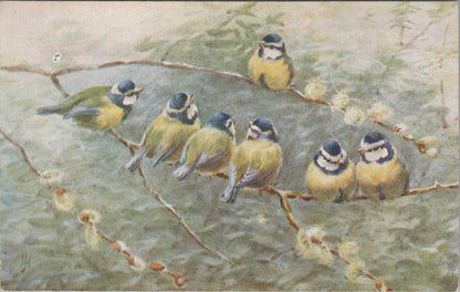 Animals Postcard: Seven Blue Tits Birds Art Jessie Hall, Sweet Songsters XT3179