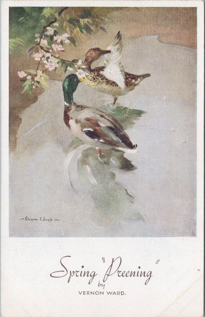Animals Postcard: Spring Preening Ducks Mallards Art By Vernon Ward 1950s XT3180
