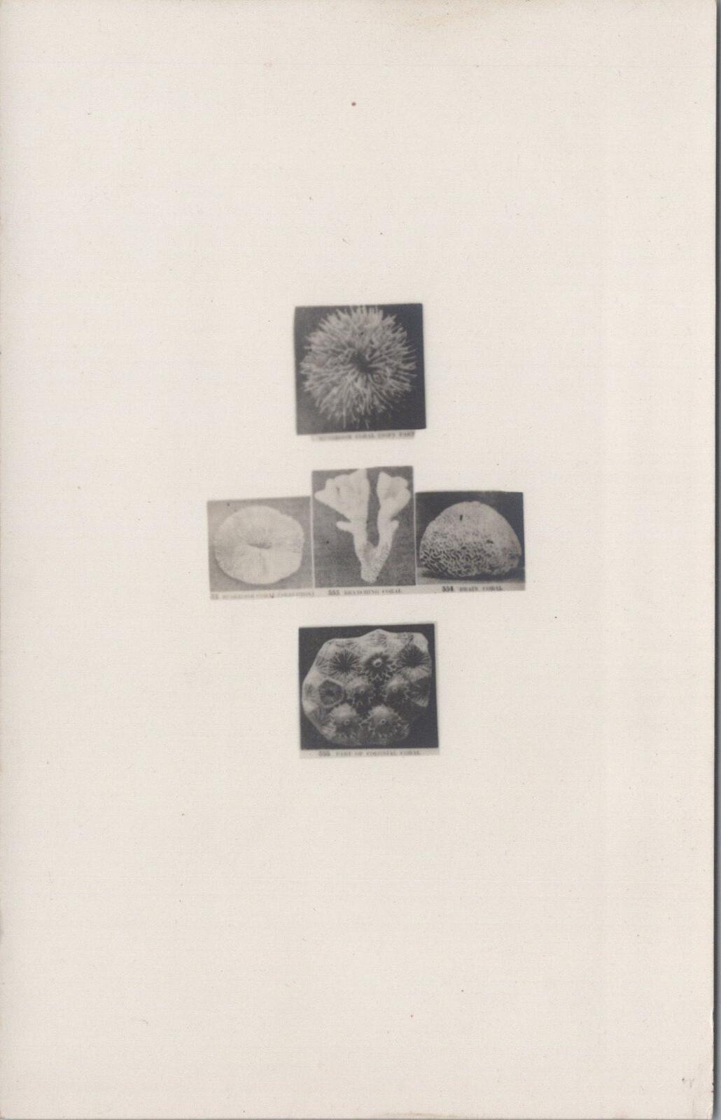 Nature Postcard: Great Barrier Reef Marine Coral Specimens  XT3191