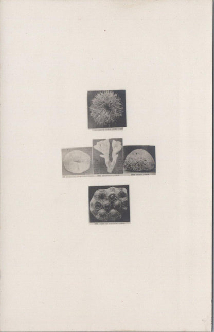 Nature Postcard: Great Barrier Reef Marine Coral Specimens  XT3191