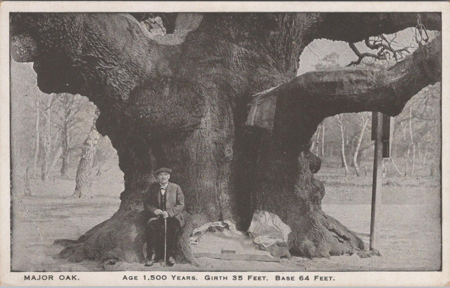 Nottinghamshire Postcard: Major Oak Sherwood Forest Girth 35 Feet Man XT3198