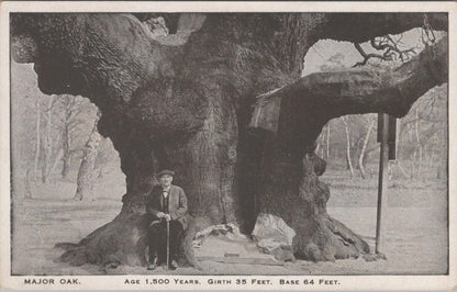 Nottinghamshire Postcard: Major Oak Sherwood Forest Girth 35 Feet Man XT3198