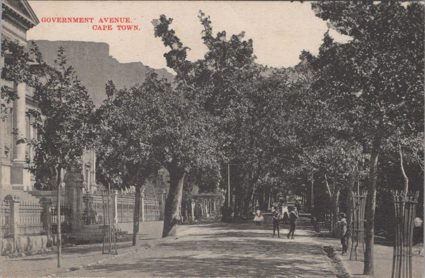 South Africa Postcard - Cape Town, Government Avenue   XT985