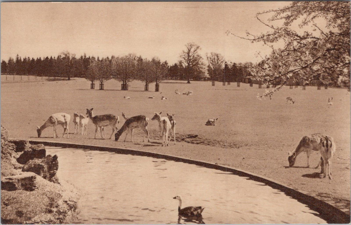 Bedfordshire Postcard: Fallow Deer, Whipsnade Park XT1517