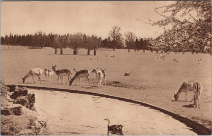 Bedfordshire Postcard: Fallow Deer, Whipsnade Park XT1517