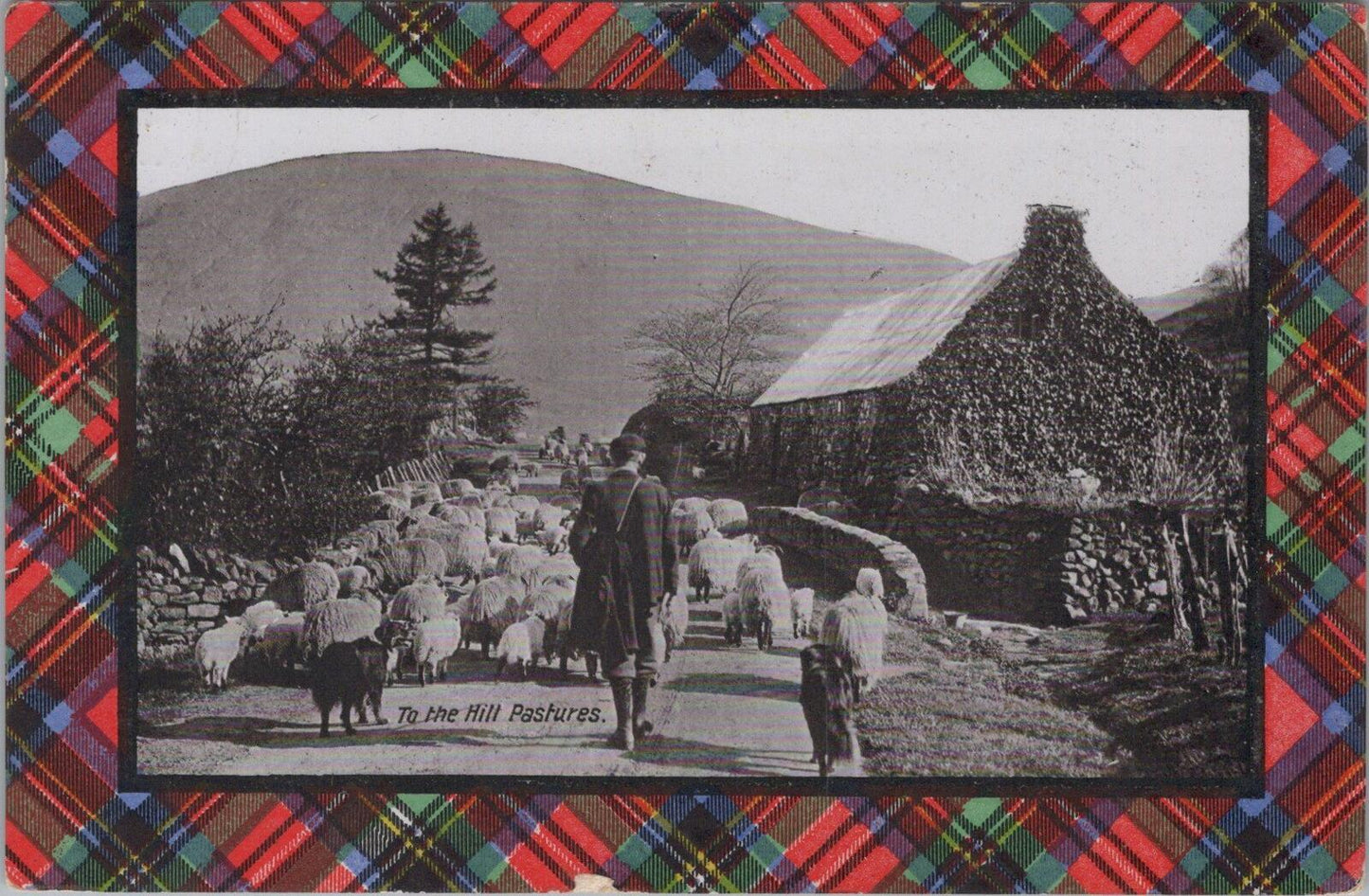 Scotland Postcard: Tartan Border, To the Hill Pastures, Shepherd 1910 - XT2995